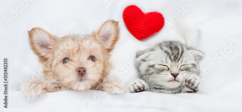 Cute Goldust Yorkshire terrier puppy and young kitten lying with red heart under white warm blanket on a bed at home. Top down view