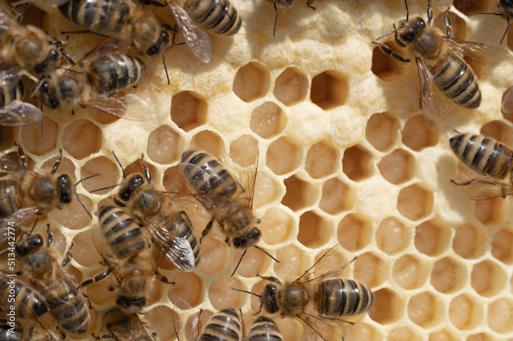 Pszczoła miodna w gnieździe. Jajeczka pszczoły miodnej. Larwy pszczoły miodnej. Pszczoła miodna na plastrze. Pszczoły opiekujące się larwami w ulu.   - obrazy, fototapety, plakaty 