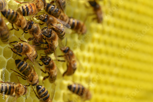 Pszczoła miodna na plastrze. Pszczoła. Pszczółka. Pszczoły na woskowym plastrze w ulu. Życie w ulu. Ul i pszczoły. Wosk pszczeli. Apis Mellifera i miód. Karmiące się pszczoły. 