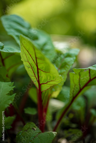 young beetroot in the garden