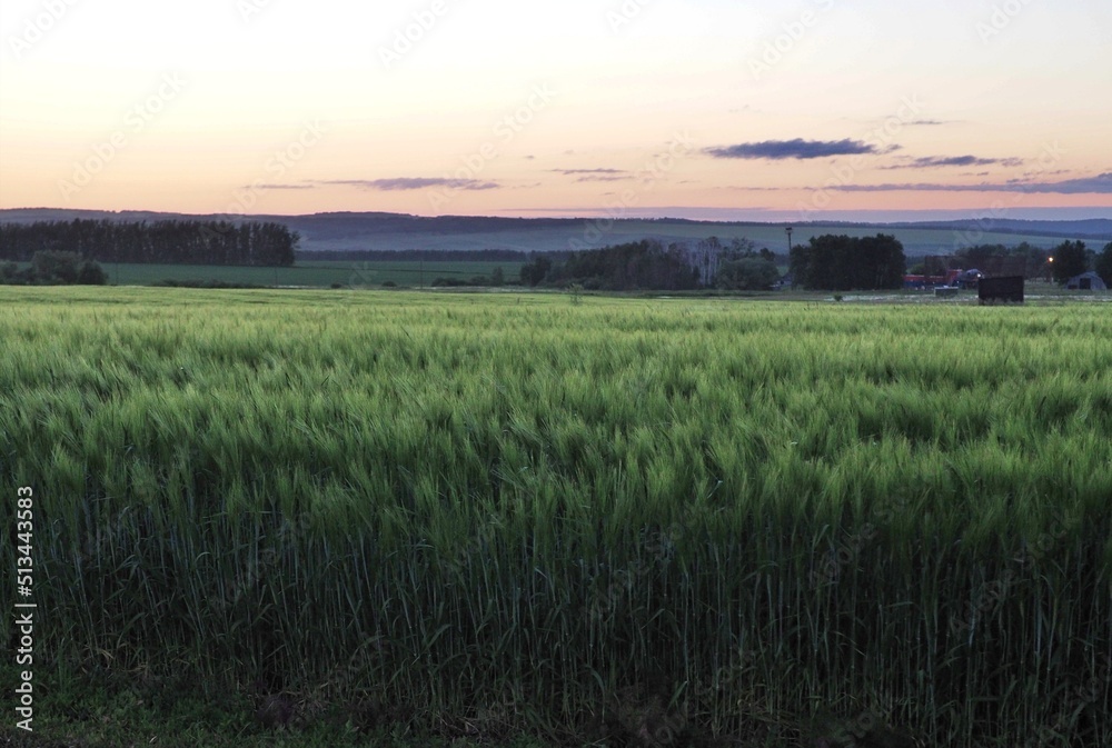 Green field on sunset