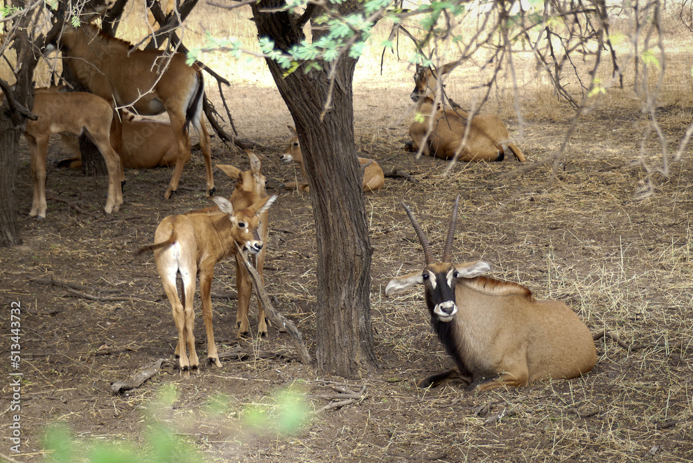 Herd Of Gazelles Young And Older Ones In The Bandia Reserve A Herd Of Gazelles Young And Older Ones In The Bandia Reserve A