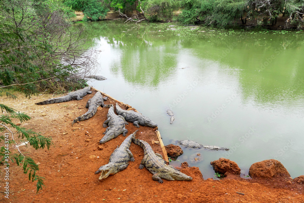Obraz premium The West African crocodile, desert crocodile, or sacred crocodile (Crocodylus suchus), a species of crocodile very common in Senegal, West Africa, Africa. 