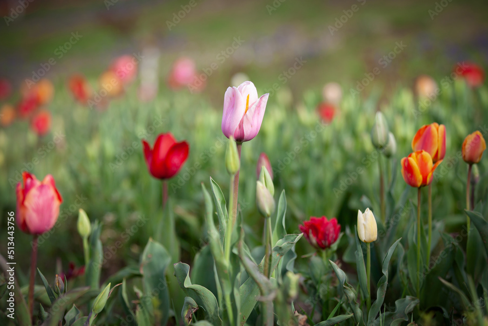 Colorful Tulips in the field.
