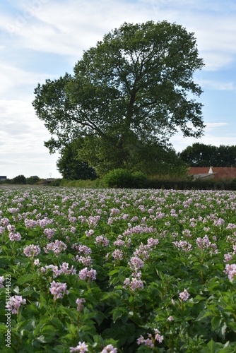 Wallpaper Mural Champ de pommes de terre - paysans - culture Torontodigital.ca