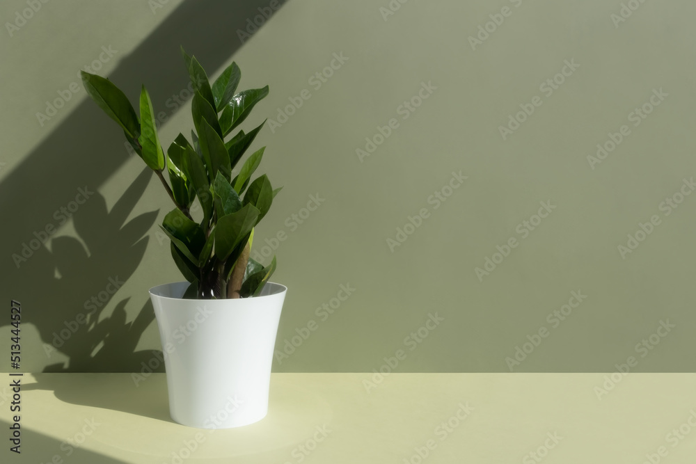 Home plant zamioculcas in a white pot on a green background. The concept of minimalism. Houseplants in a modern interior