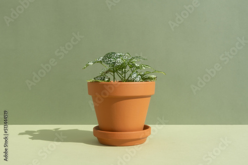 Home plant fittonia in a clay brown pot on a green background. The concept of minimalism. Houseplants in a modern interior
