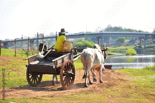 Villagers use oxen to drag carts along the river. which is a rare rural lifestyle. Nan  Thailand