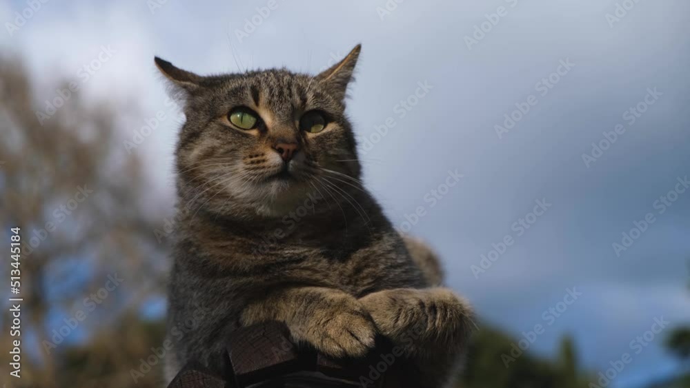 Cat bench park blurred background. A cute gray tabby cat is sitting on a bench and watching people pass by. Portrait of a homeless street cat in close-up. The concept of warm spring days. bright sun Cat bench park blurred background. A cute gray tabby cat is sitting on a bench and watching people pass by. Portrait of a homeless street cat in close-up. The concept of warm spring days. bright sun