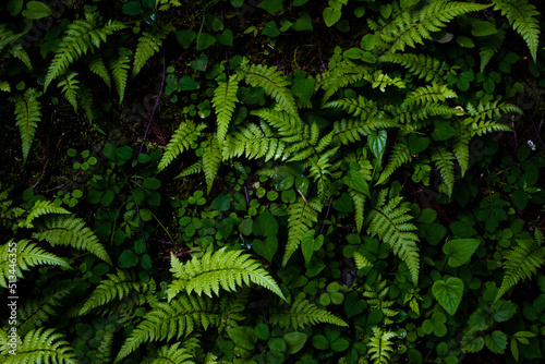 Ferns and other little plants growing on the ground in the forest, top view 2