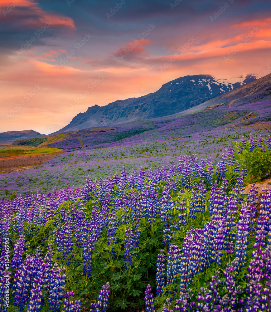 Obraz premium Typical Icelandic landscape with field of blooming lupine flowers in June. Astonishing summer sunrise in southern coast of Iceland, Vik village location, Europe. Beauty of nature concept background..