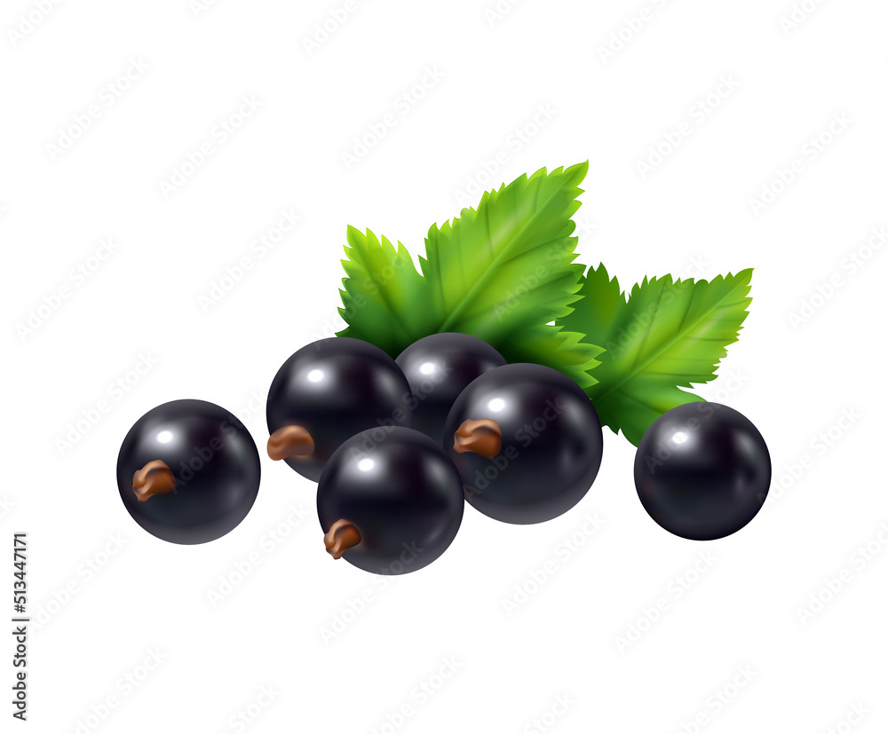 Blackcurrant Realistic Berry Composition Blackcurrant Realistic Berry Composition