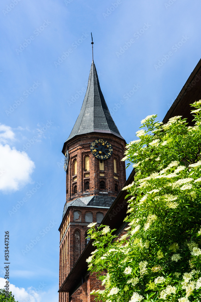 Beautiful view of the cathedral and the park. The restored cathedral on the island of Kanta. The Cathedral in Kaliningrad (Konigsberg Cathedral). 