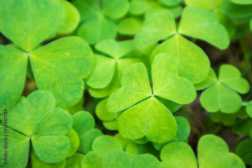 Wood sorrel background, green clover forest floor