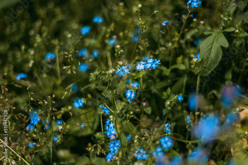 Wallpaper Mural Forget-me-nots in the spring in the garden Torontodigital.ca