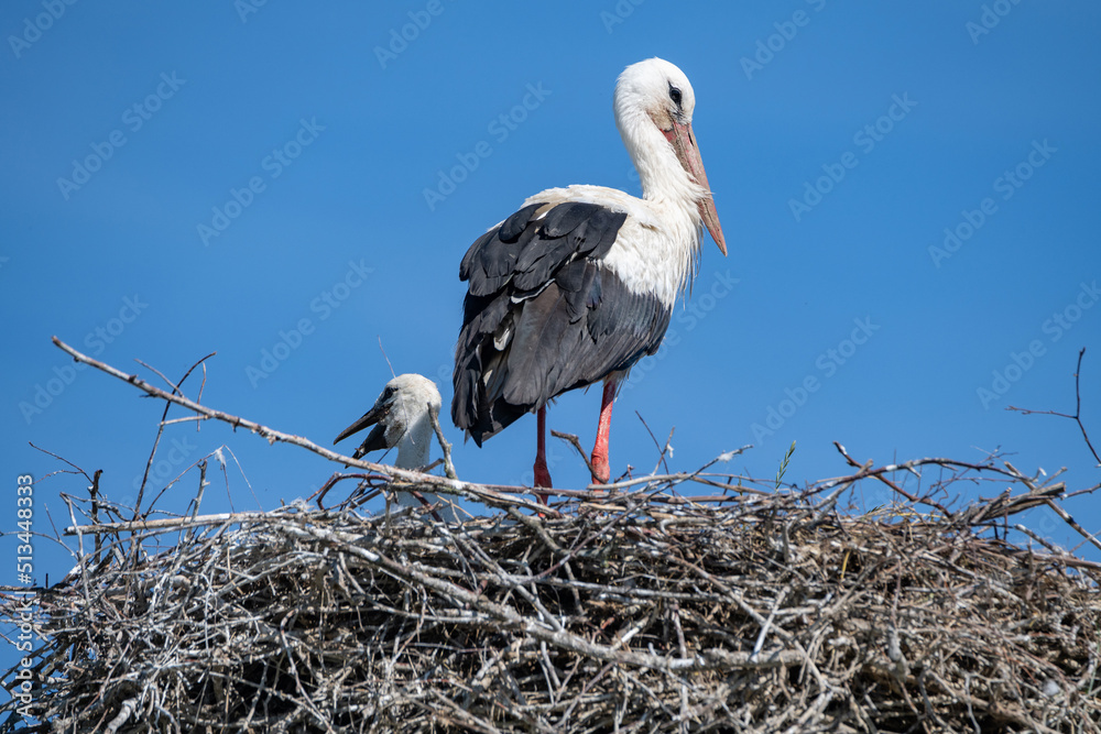 Fototapeta premium Close-up of a stork in a nest against a blue nab.