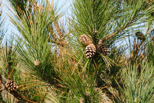 Zapfen an einer Kiefer, Pinus, Niedersachsen, Deutschland, Europa photo