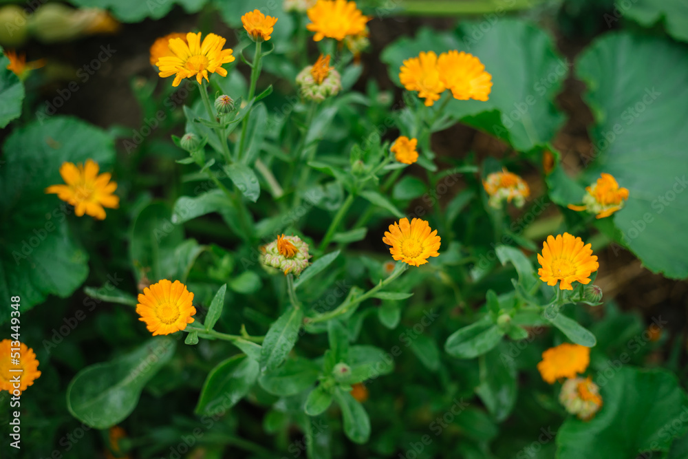 A calendula bush with yellow flowers and immature seeds. Medicinal plant. Alternative medicine. Wild flower. A calendula bush with yellow flowers and immature seeds. Medicinal plant. Alternative medicine. Wild flower.