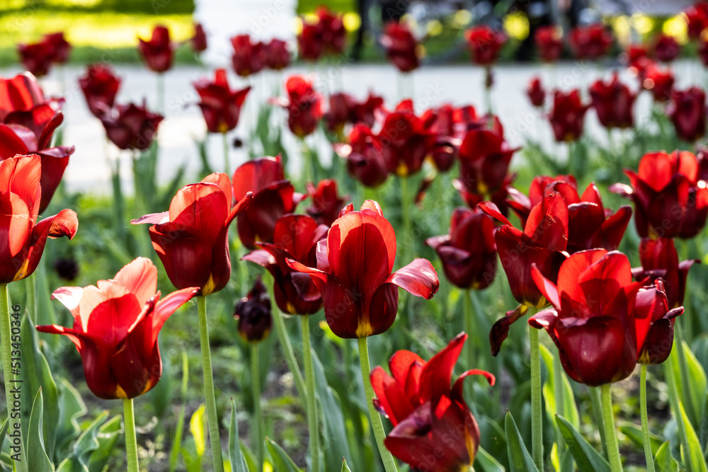 red tulips in a flower bed on a summer day