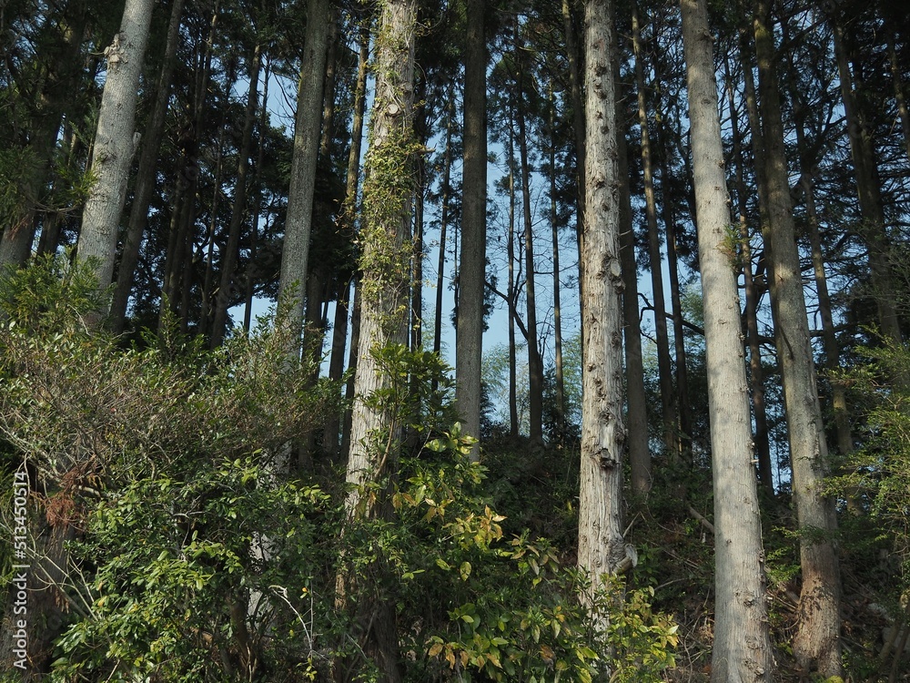 Fototapeta premium 山林の風景