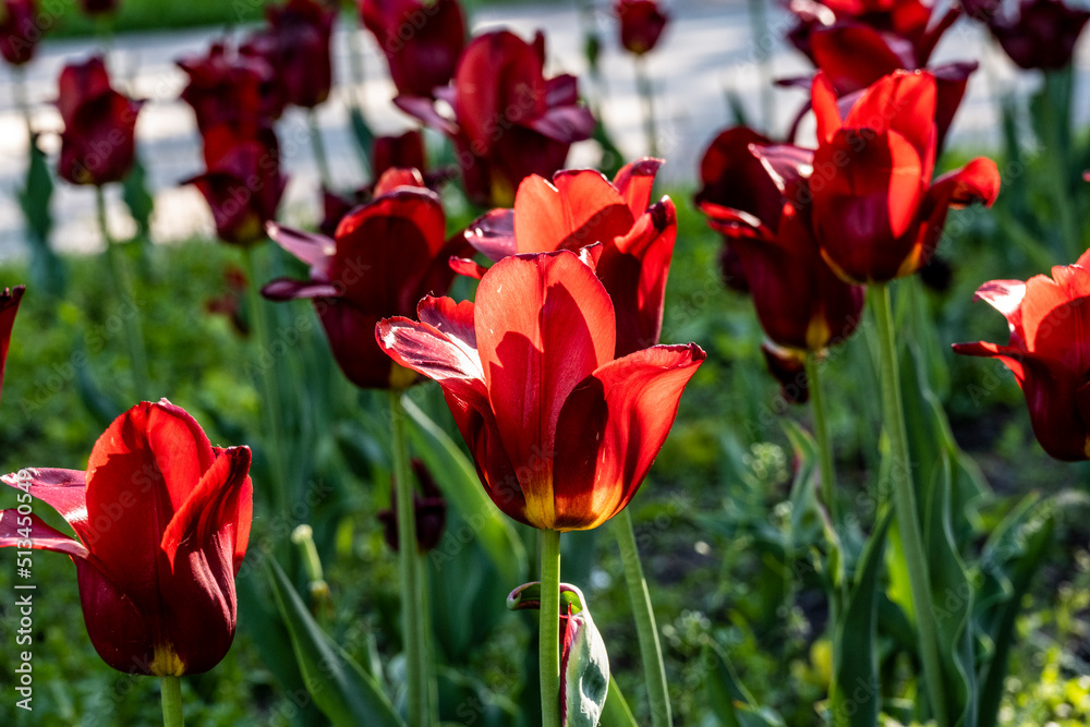 Obraz premium red tulips in a flower bed on a summer day