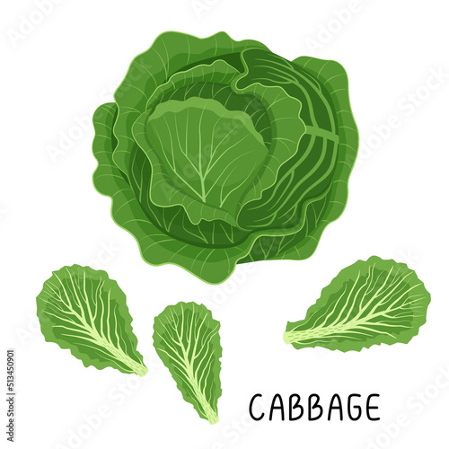 Vector illustration of white cabbage with leaves and an inscription in a flat style on a white background.