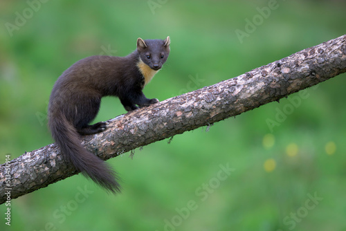 European pine marten (Martes martes) standing on tree branch