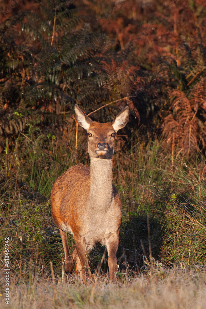 Red deer hind at dawn, looking for the rest of the herd in Bushy Park, London Red deer hind at dawn, looking for the rest of the herd in Bushy Park, London