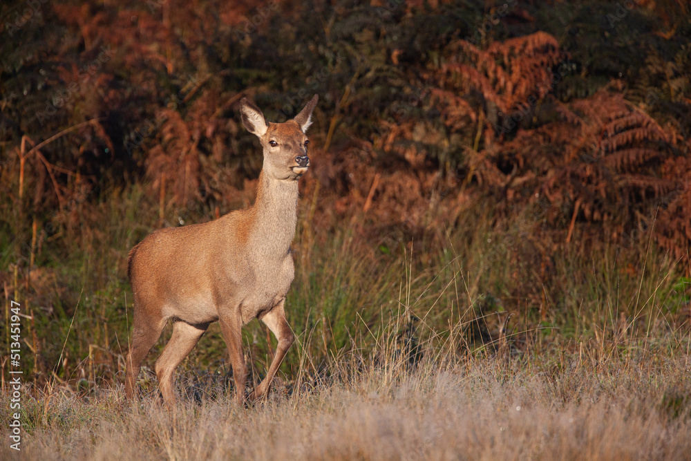 Red deer hind at dawn, looking for the rest of the herd in Bushy Park, London Red deer hind at dawn, looking for the rest of the herd in Bushy Park, London