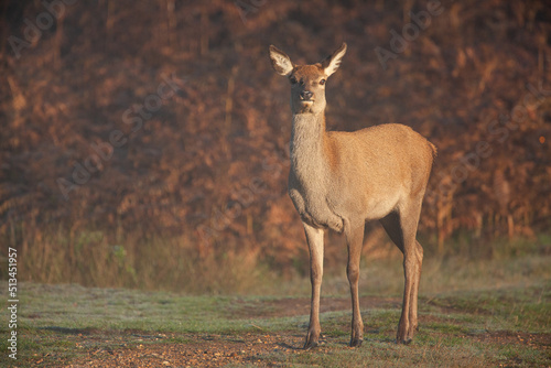 Red deer hind at dawn, looking for the rest of the herd in Bushy Park, London