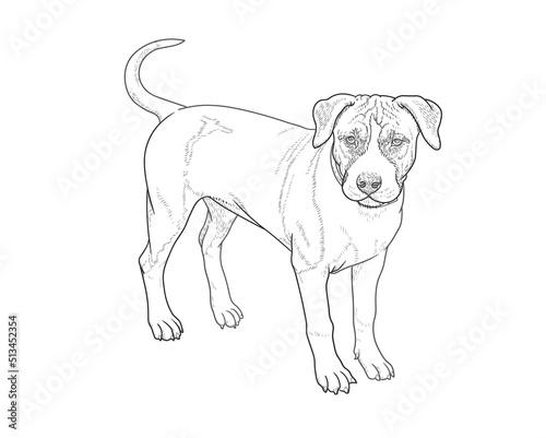 Young American Staffordshire Terrier stands on a white background. Hand drawing  black and white linear vector illustration  EPS 10. Funny  beautiful puppy.