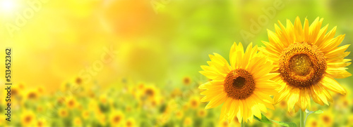 Sunflower on blurred sunny nature background. Horizontal agriculture summer banner with sunflowers field #513452362