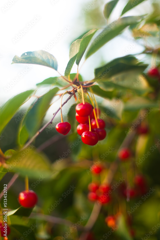 ripe cherry