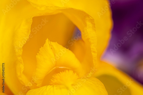 Fototapeta Naklejka Na Ścianę i Meble -  petals and stamens of yellow iris on a purple background. macro photo. blur and  selective focus