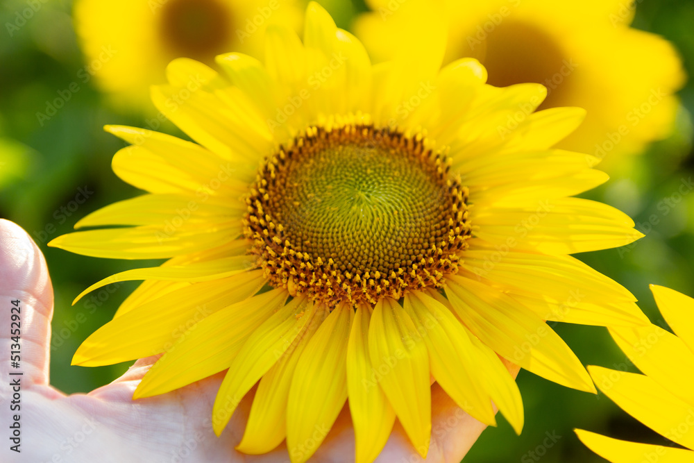 Obraz premium a large sunflower in the field in your hands