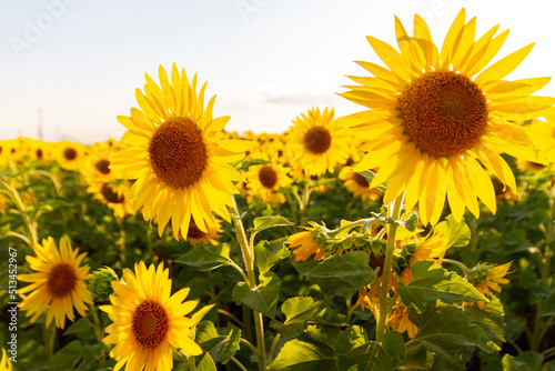 Fototapeta Naklejka Na Ścianę i Meble -  a field of sunflowers against the sky and a beautiful sunset
