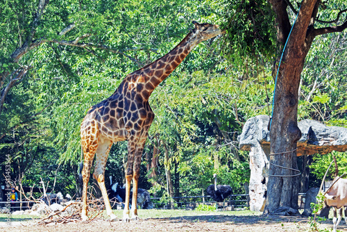 giraffe in the wild