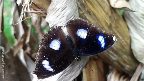 Brown and white color female blue moon hypolimnas anomala bolina butterfly also known as great eggfly or common egg fly relaxing on dry leaf with blurry background. Close up macro detail side view. photo