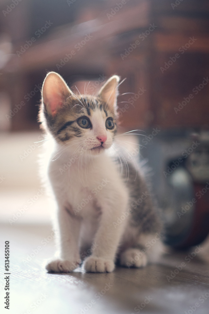 kitten cat at home licking and cleaning kitten cat at home licking and cleaning