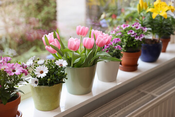 Many beautiful blooming potted plants on windowsill indoors