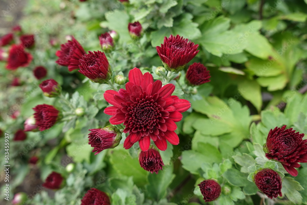 Opening buds and one red flower of Chrysanthemum in October Opening buds and one red flower of Chrysanthemum in October