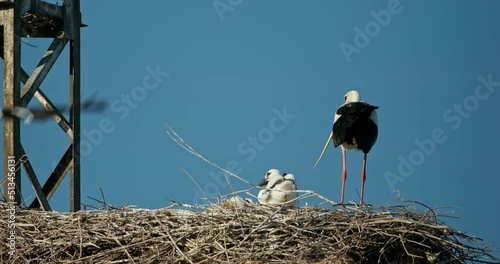 A nest of white storks Ciconia ciconia with young chicks, an adult stork flies away from the nest. Birds in the wild.