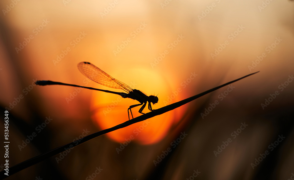 silhouette of a damselfly on the grass blade with sunset silhouette of a damselfly on the grass blade with sunset