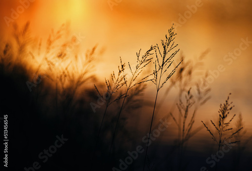 grass field at sunset