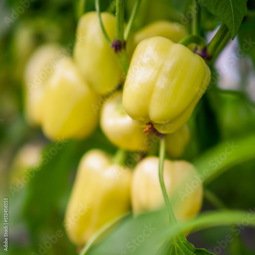 Close up image of yellow Bell Pepper in greenhouse. 