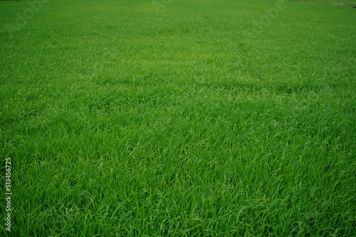 Close up of green rice field in country side of Thailand. green rice field background.