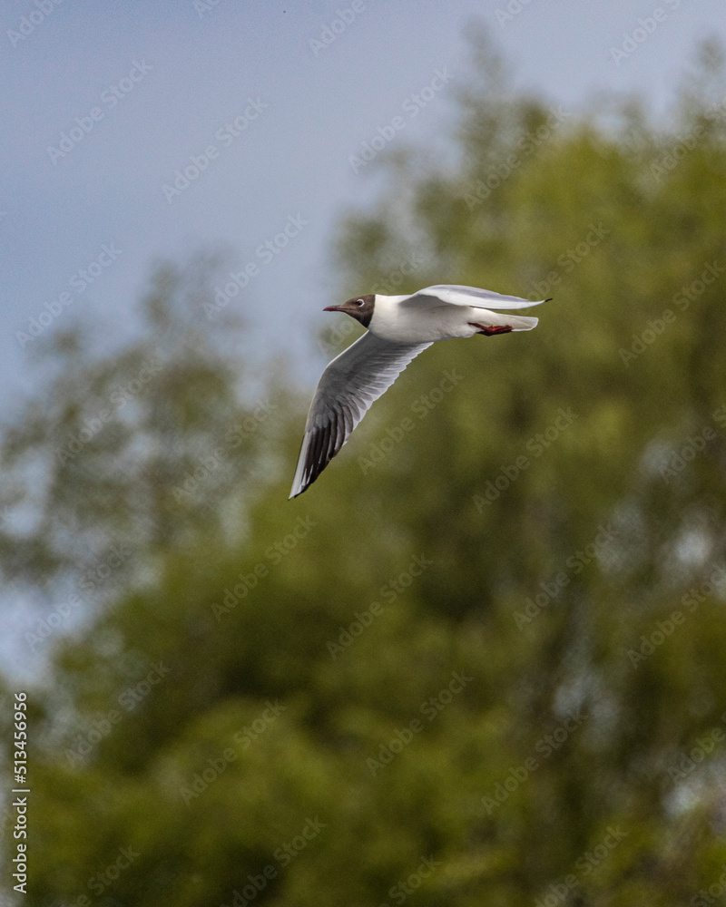 Black headed gull flying with trees in background
Black headed gull flying with trees in background