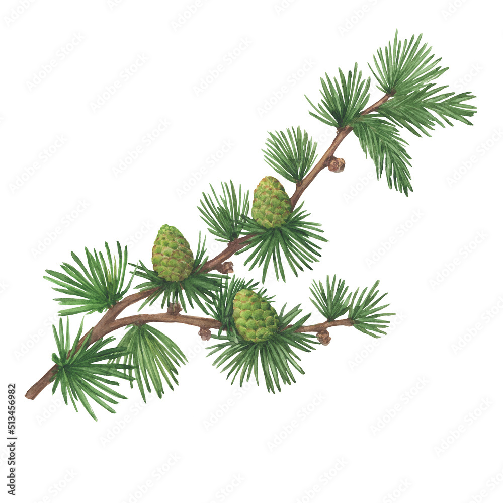 Close-up green branch with pine cones of European larch tree (Larix decidua, karamatsu). Watercolor hand drawn painting illustration isolated on white background. Close-up green branch with pine cones of European larch tree (Larix decidua, karamatsu). Watercolor hand drawn painting illustration isolated on white background.