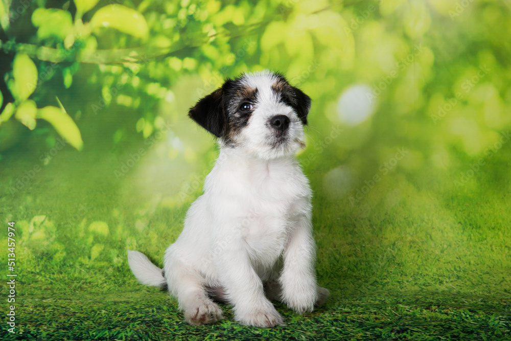 Jack Russell Terrier puppy broken-coated dog on a green background