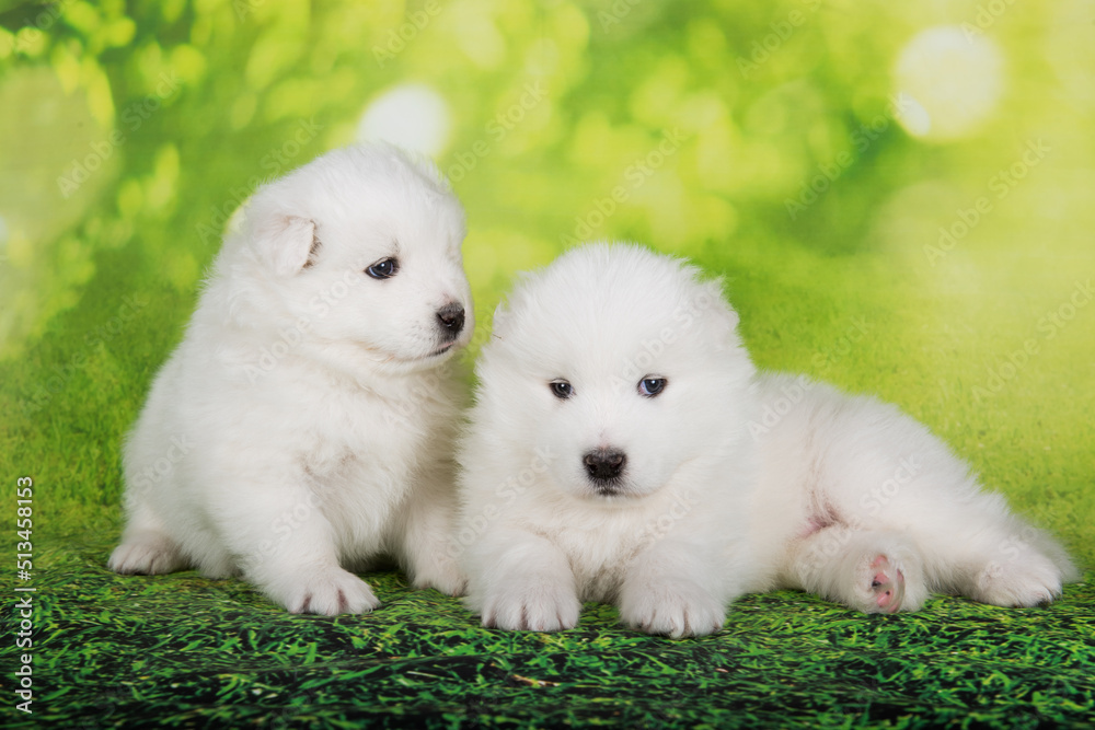Two White fluffy small Samoyed puppies dogs are sitting on green summer or spring background